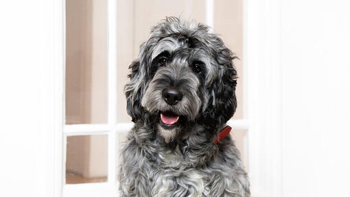 Dog food sensitive skin listing page